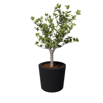 Stiklo pluošto vazonai - Kūginis - Ø 63 x 52 cm - RAL7021 matinis (juodai pilka) - Su dugnu