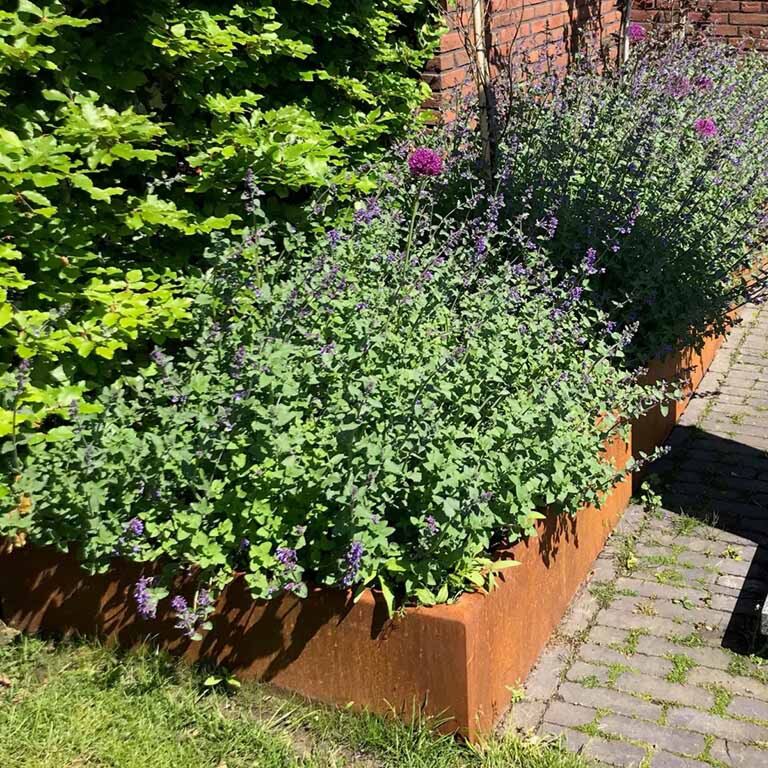 Corten plieno atraminė sienelė tiesus 100 cm (aukštis 50 cm)