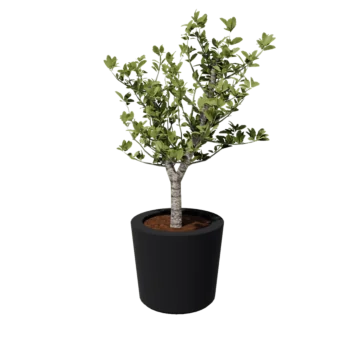 Stiklo pluošto vazonai - Kūginis - Ø 63 x 52 cm - RAL7021 matinis (juodai pilka) - Su dugnu