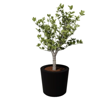 Stiklo pluošto vazonai - Kūginis - Ø 63 x 52 cm - RAL9005 matinis (juodas) - Su dugnu