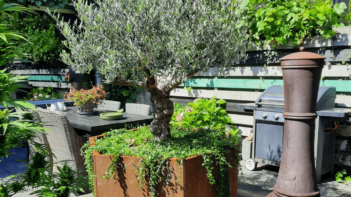 Alyvmedis didelėje gėlių dėžėje: kaip pasirinkti tinkamą vazoną ir priežiūros patarimai